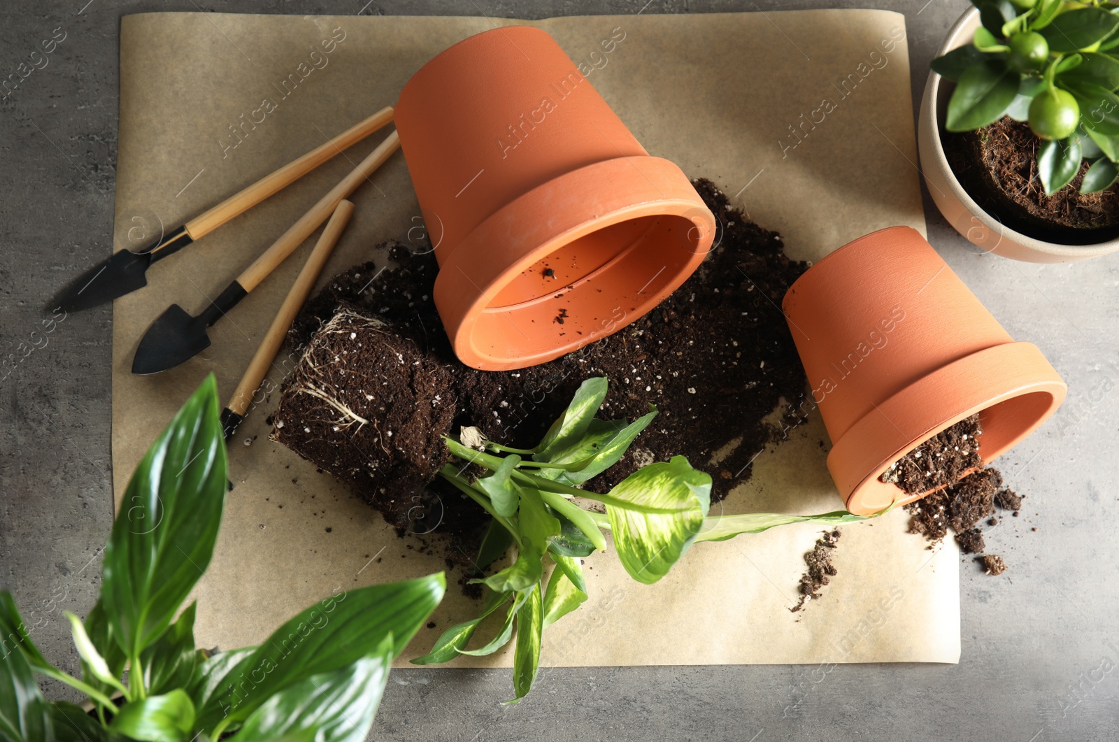 Photo of Flat lay composition with pots, home plants and gardening tools on grey background