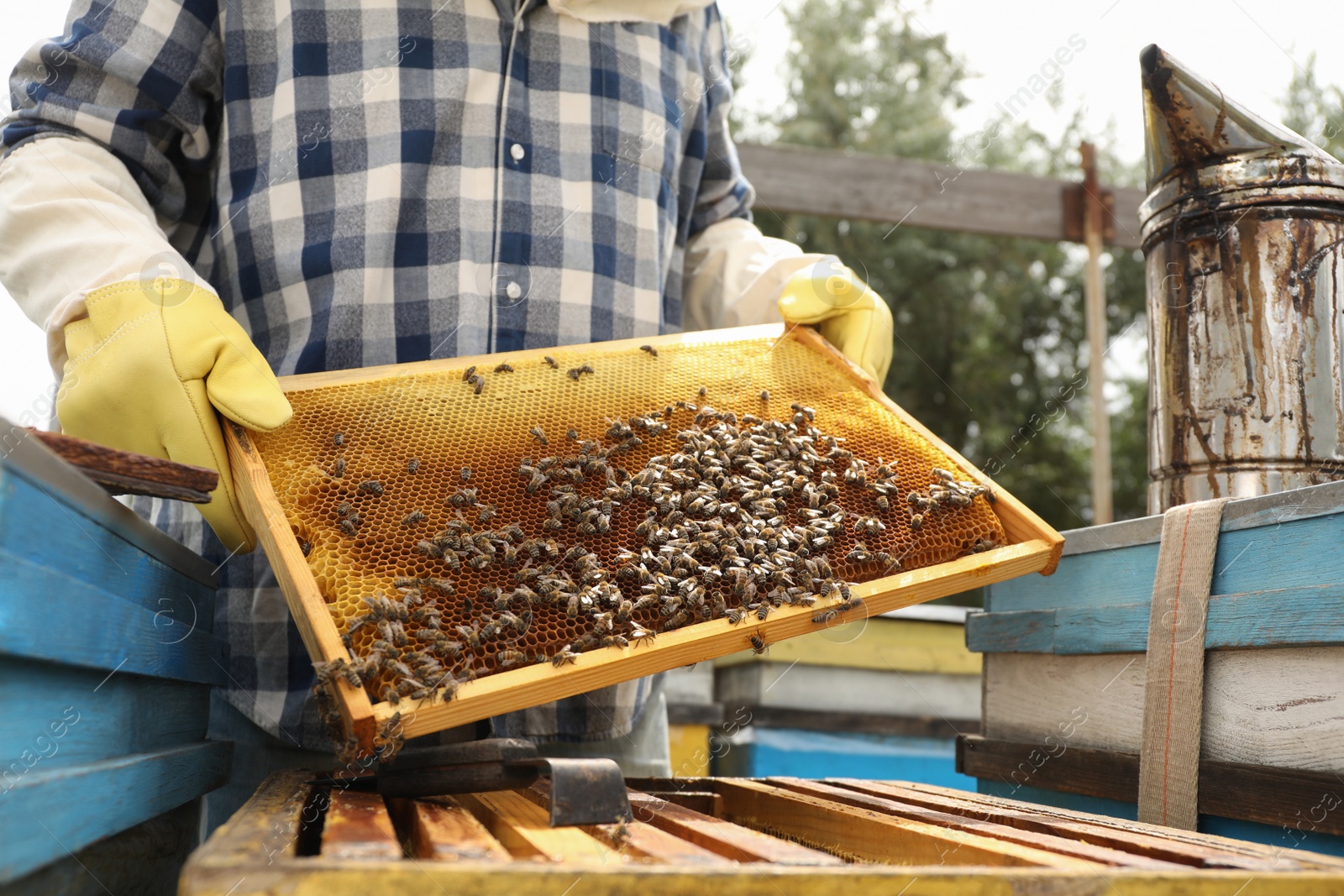 Photo of Beekeeper with hive frame at apiary, closeup. Harvesting honey