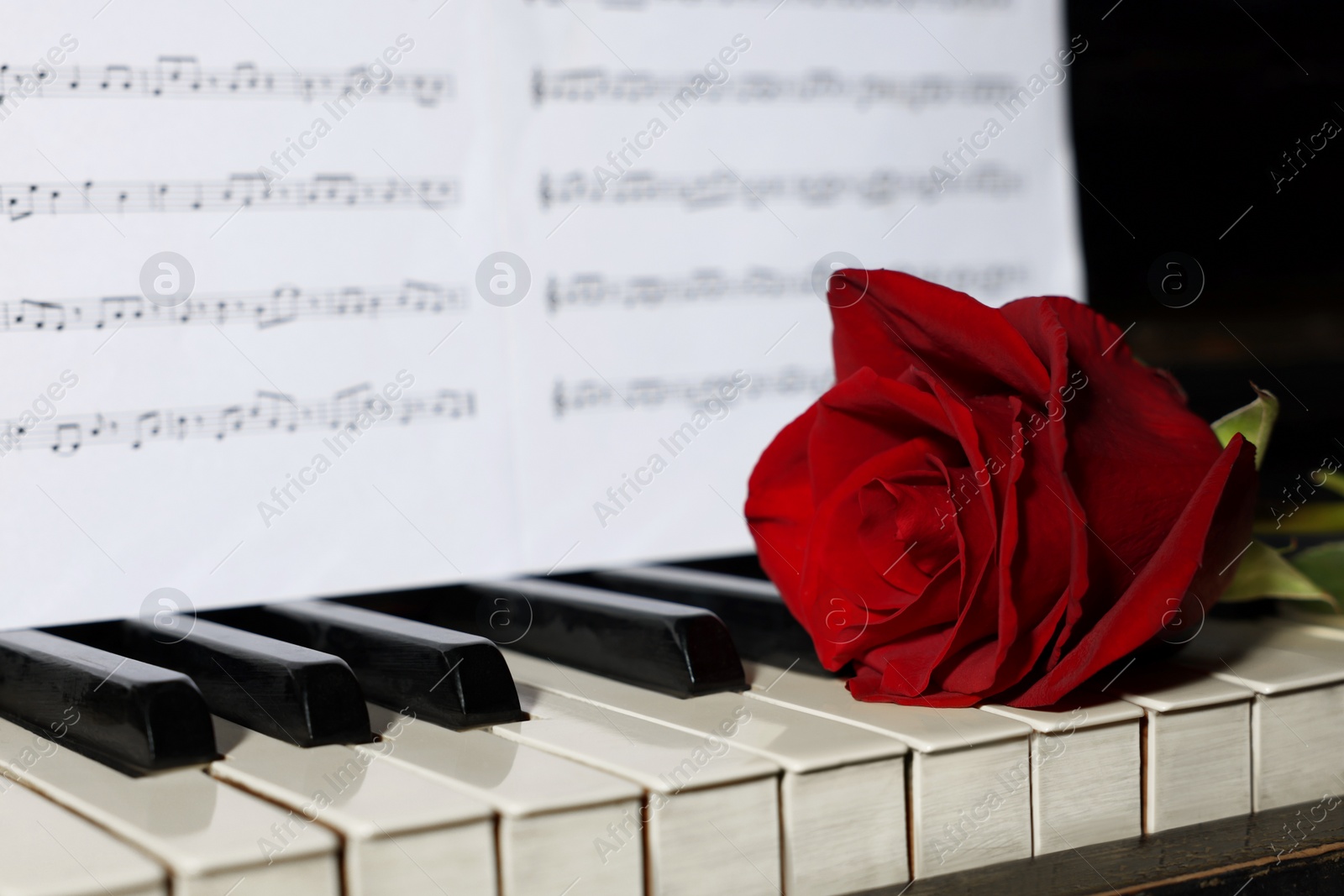 Photo of Beautiful red rose and musical notes on piano, closeup. Space for text