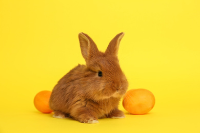 Adorable fluffy bunny and Easter eggs on yellow background