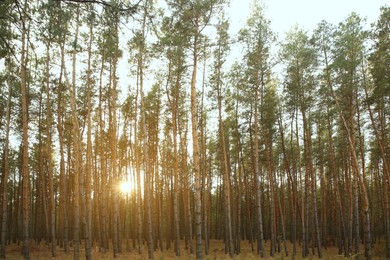 Photo of Beautiful pine forest with growing young trees