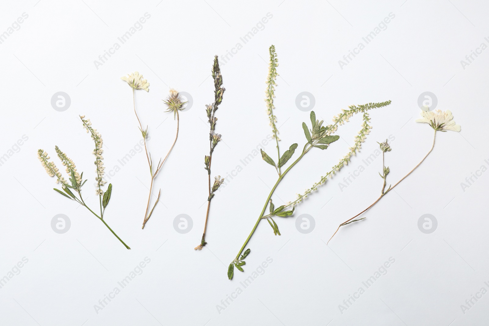 Photo of Wild dried meadow flowers on white background, top view