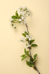 Photo of Spring tree branch with beautiful blossoms on beige background, top view