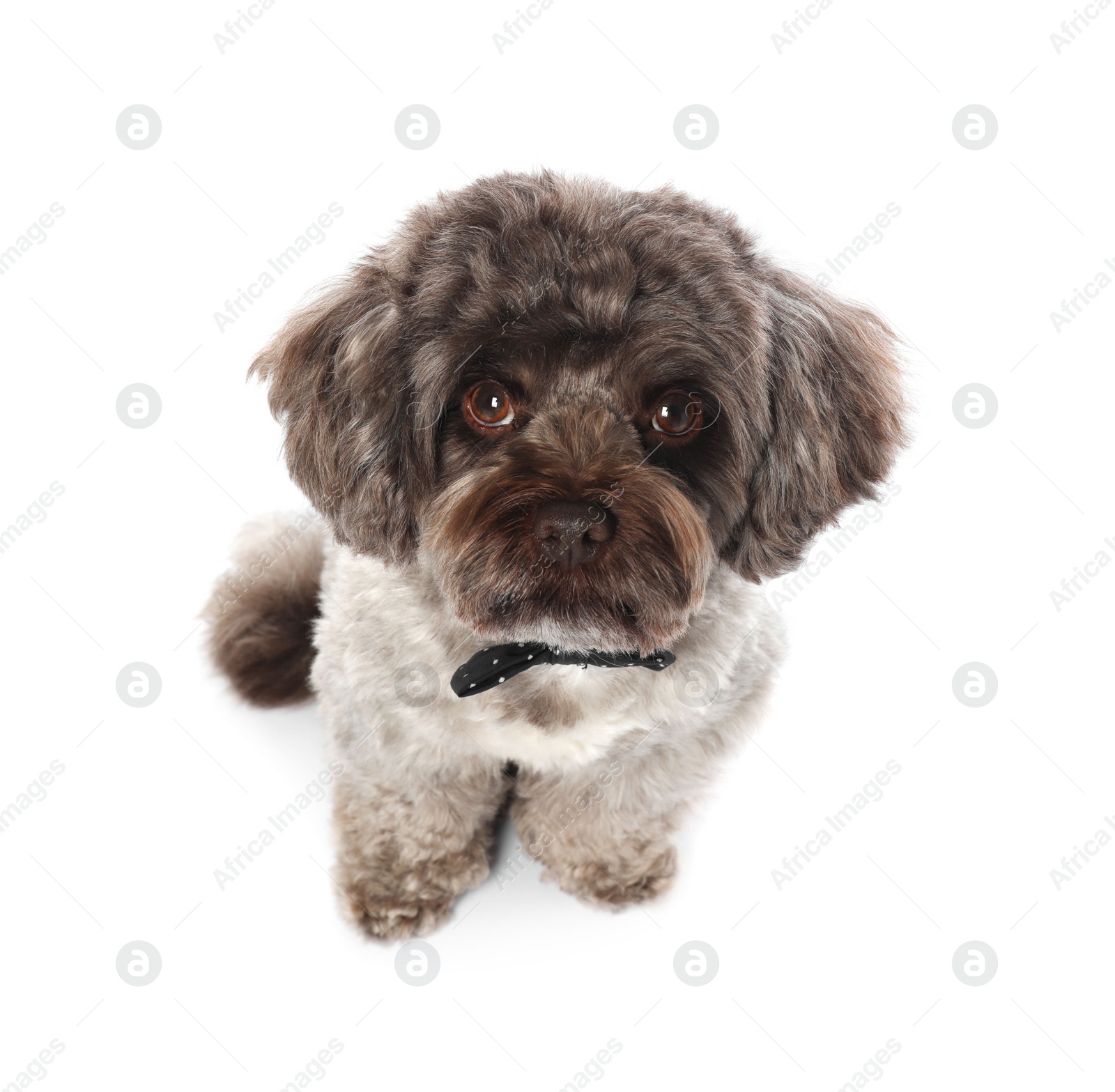 Photo of Cute Maltipoo dog with bow tie on white background. Lovely pet