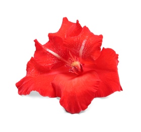 Photo of Beautiful gladiolus flower on white background