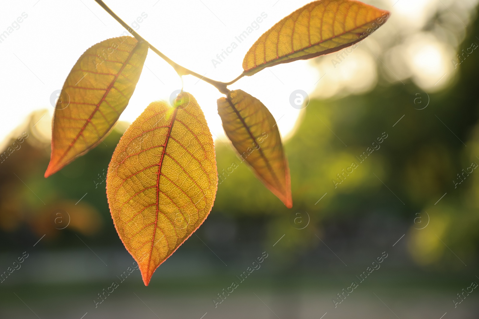 Photo of Closeup view of cherry tree with young fresh green leaves outdoors on spring day