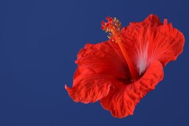 Photo of Beautiful red hibiscus flower on blue background. Space for text