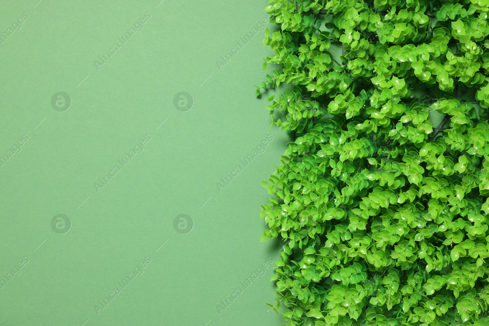 Photo of Green artificial plant panel on color background. Space for text