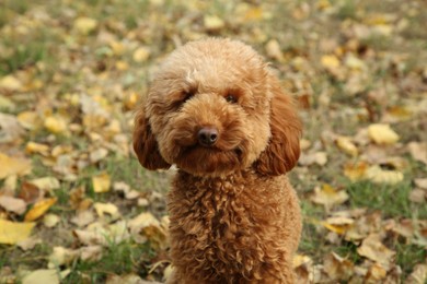 Cute fluffy dog on green grass outdoors. Adorable pet