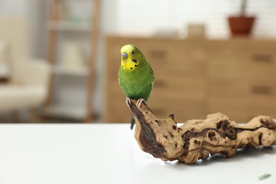 Pet parrot. Beautiful budgerigar siting on snag on table indoors, space for text