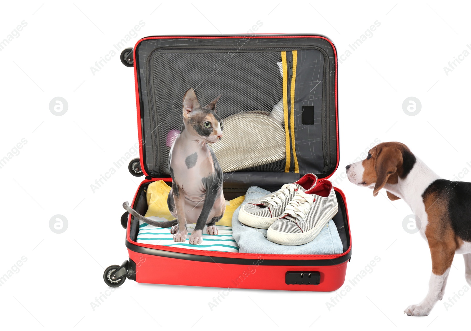 Image of Cute cat and dog with bright suitcase packed for journey on white background. Travelling with pet