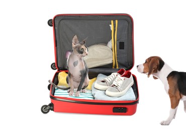 Image of Cute cat and dog with bright suitcase packed for journey on white background. Travelling with pet