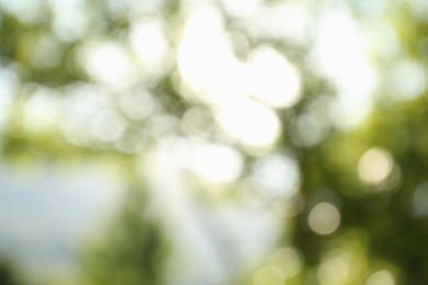 Photo of Blurred view of green trees on sunny day outdoors. Bokeh effect