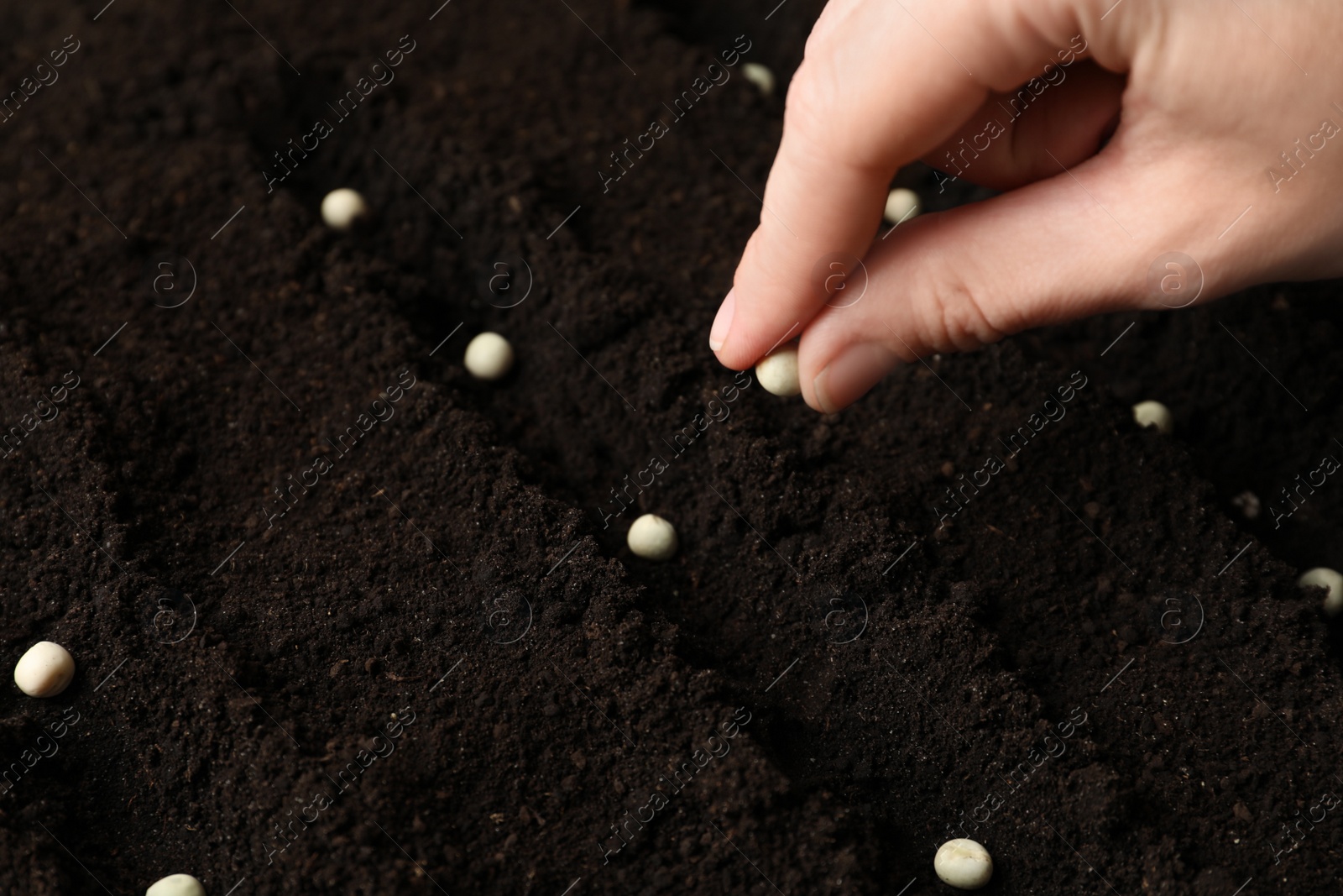 Photo of Woman planting peas into fertile soil, closeup. Vegetable seeds