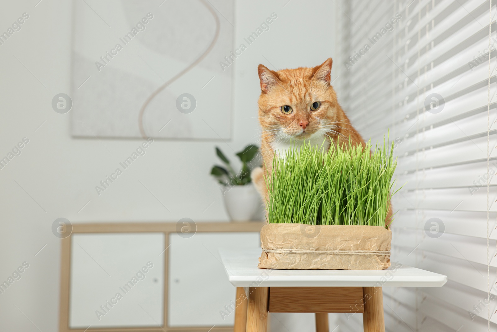 Photo of Cute ginger cat and potted green grass on white table indoors, space for text