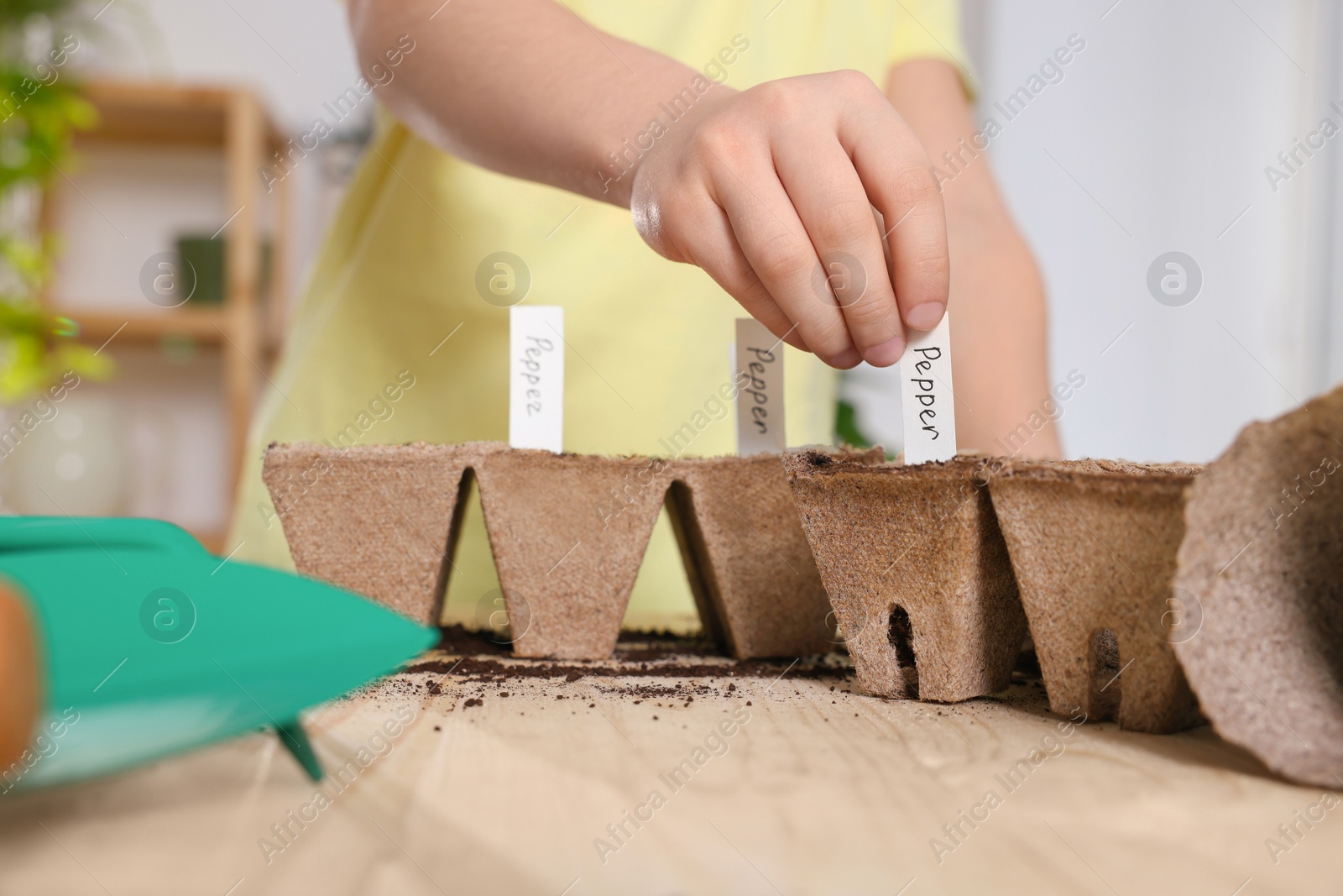 Photo of Little girl inserting cards with names of vegetable seeds into peat pots indoors, closeup