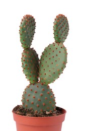 Beautiful green Opuntia cactus in pot on white background