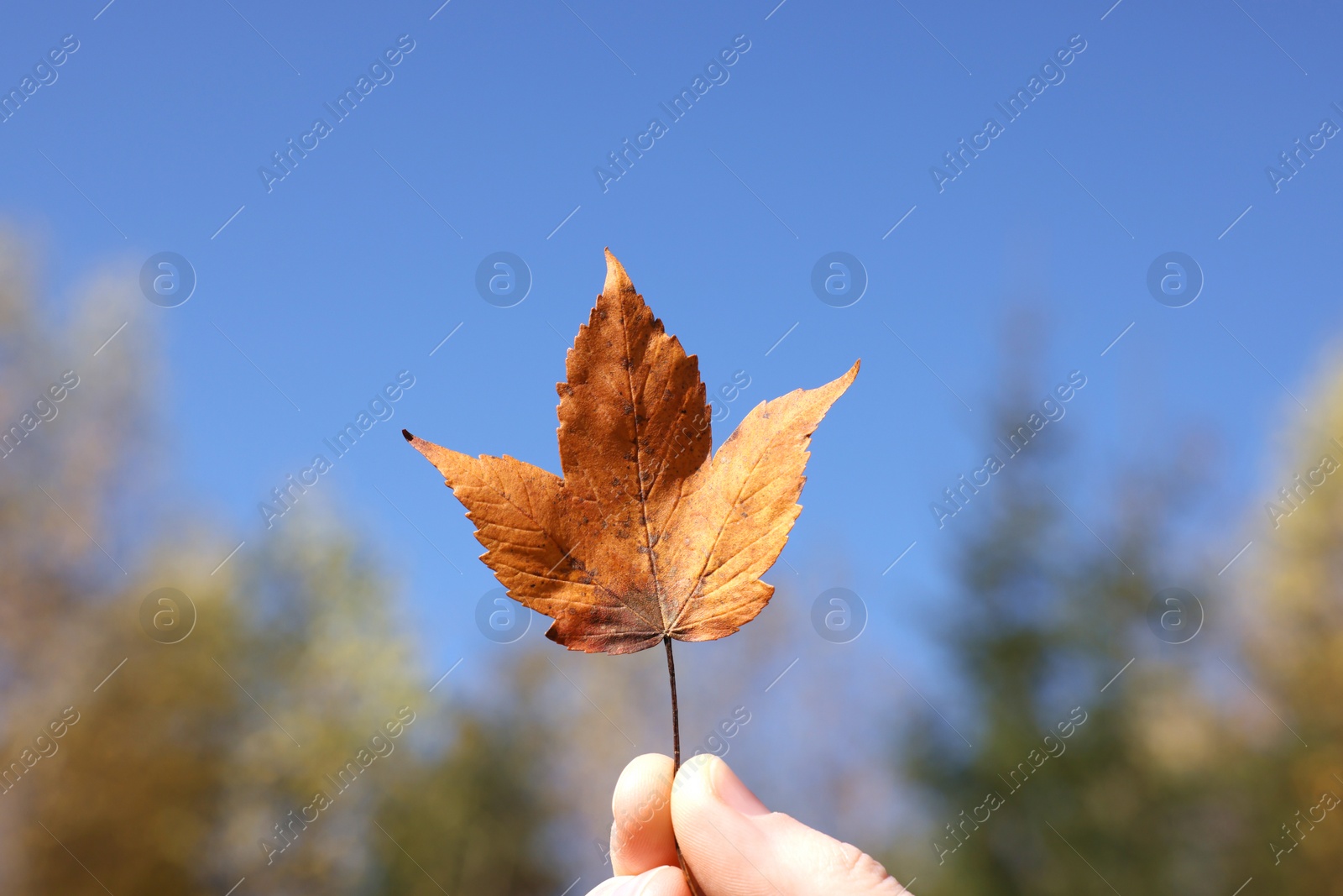 Photo of Woman holding beautiful autumn leaf outdoors on sunny day, closeup