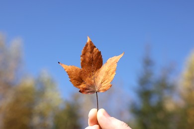 Woman holding beautiful autumn leaf outdoors on sunny day, closeup