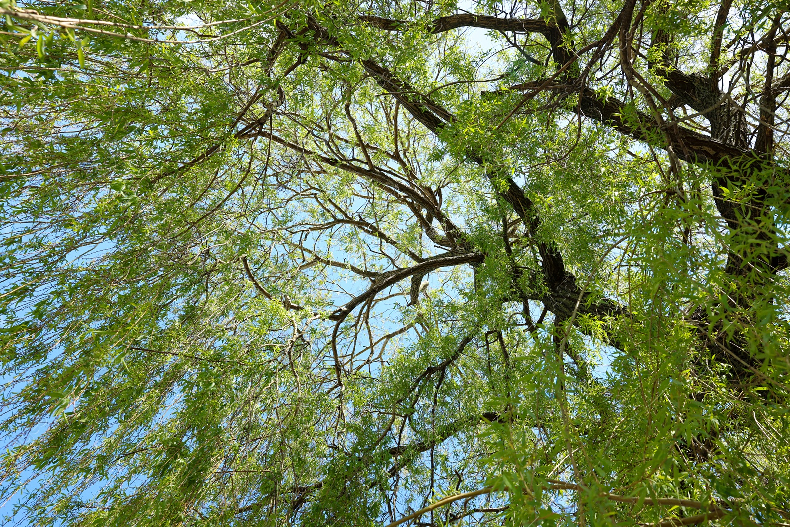 Photo of Beautiful willow tree with green leaves growing outdoors on sunny day, bottom view