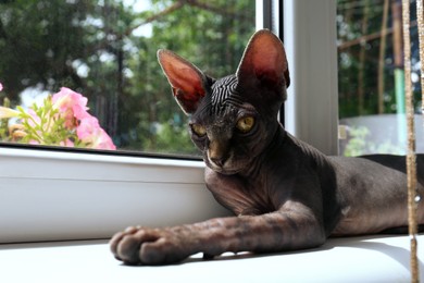 Photo of Adorable black Sphinx cat lying on windowsill indoors