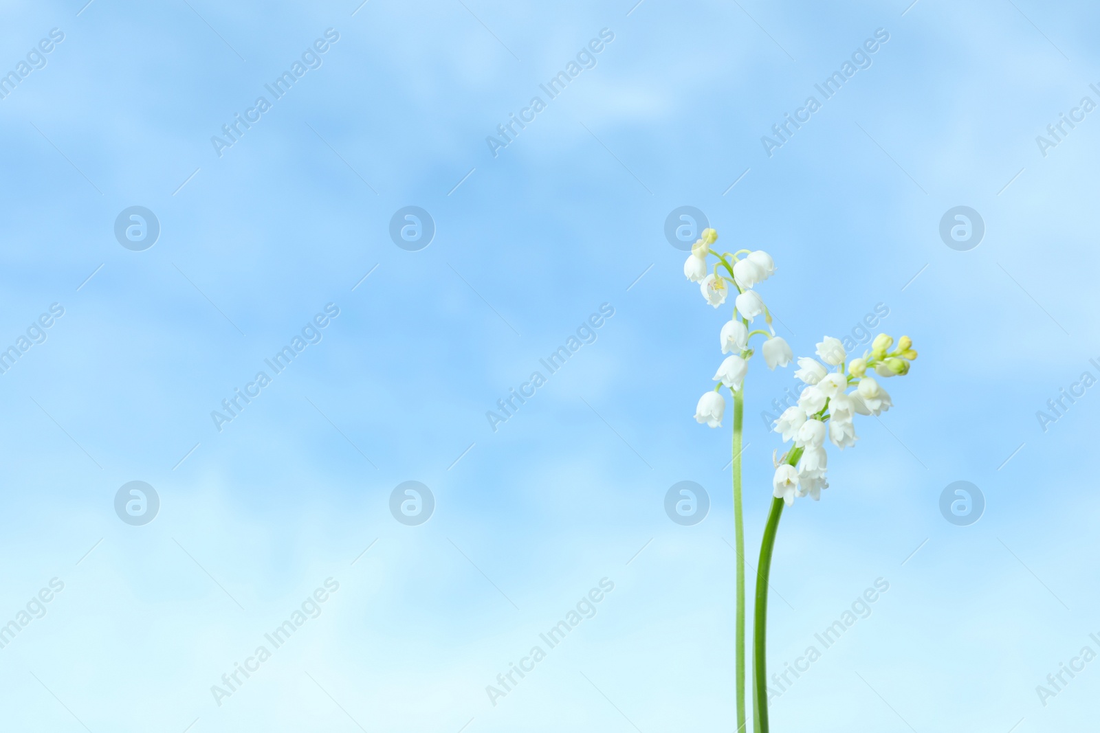 Photo of Beautiful lily of the valley flowers against blue sky, closeup. Space for text