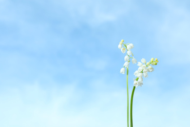 Photo of Beautiful lily of the valley flowers against blue sky, closeup. Space for text