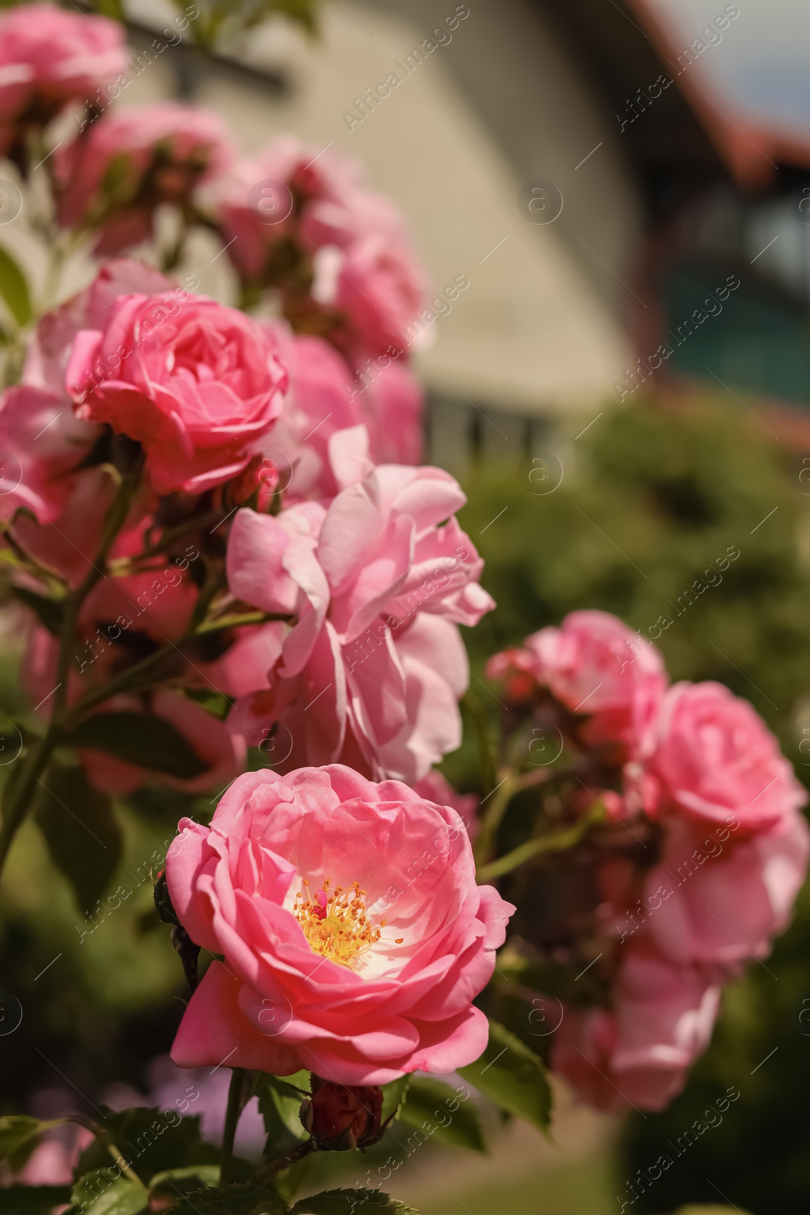 Photo of Bush with beautiful pink tea roses outdoors, closeup