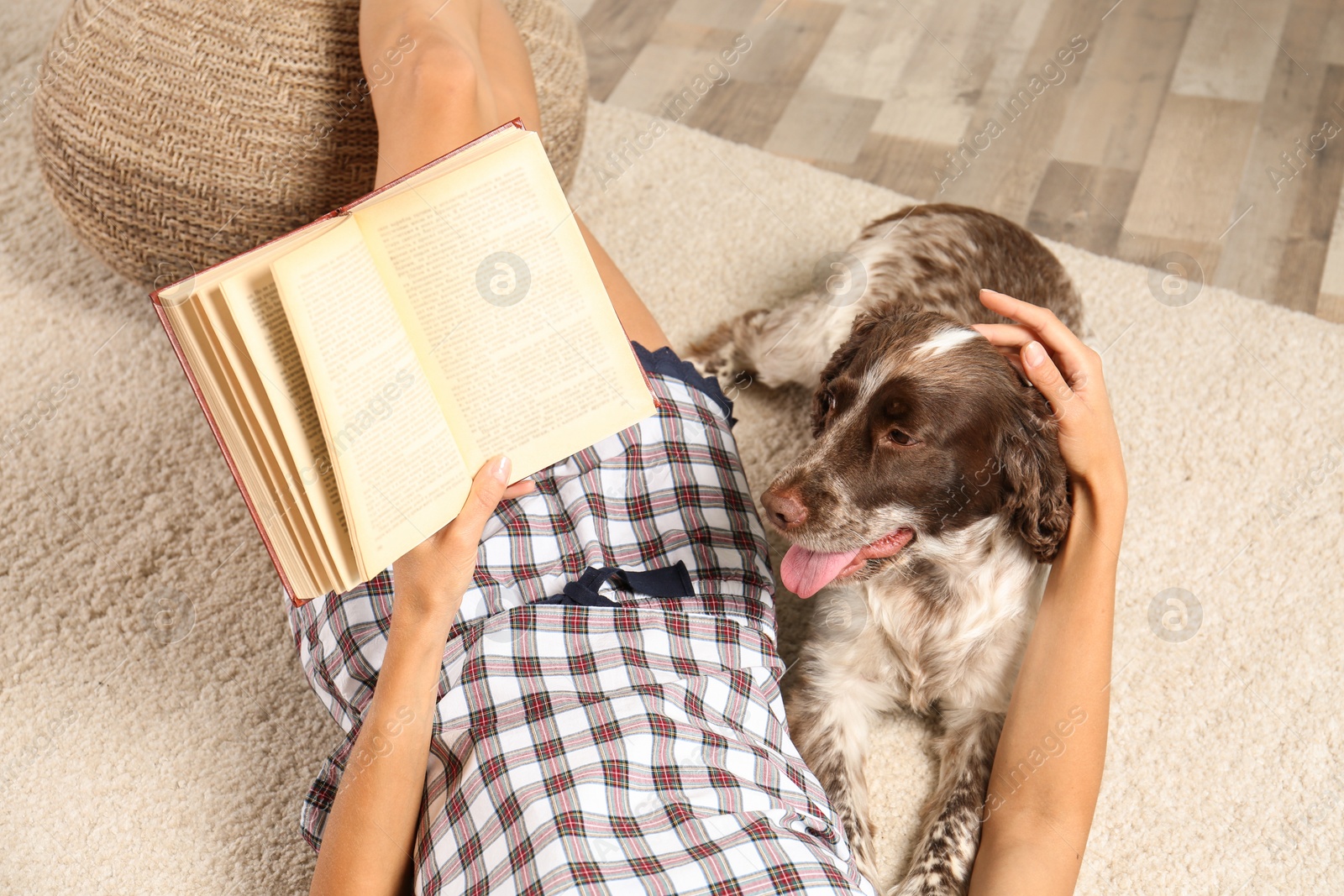 Photo of Adorable Russian Spaniel with owner on light carpet, closeup view