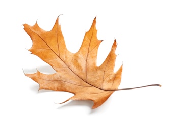 Photo of Beautiful autumn leaf on white background. Fall foliage