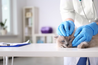 Photo of Young veterinarian examining cat in clinic