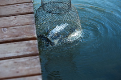 Pulling fishing net with fish out of pond