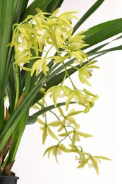 Photo of Vanilla orchid plant with yellow flowers isolated on white