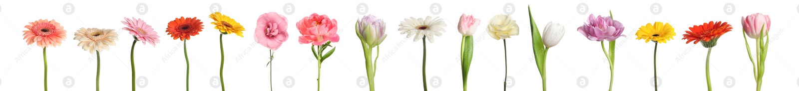 Image of Different beautiful flowers isolated on white, set