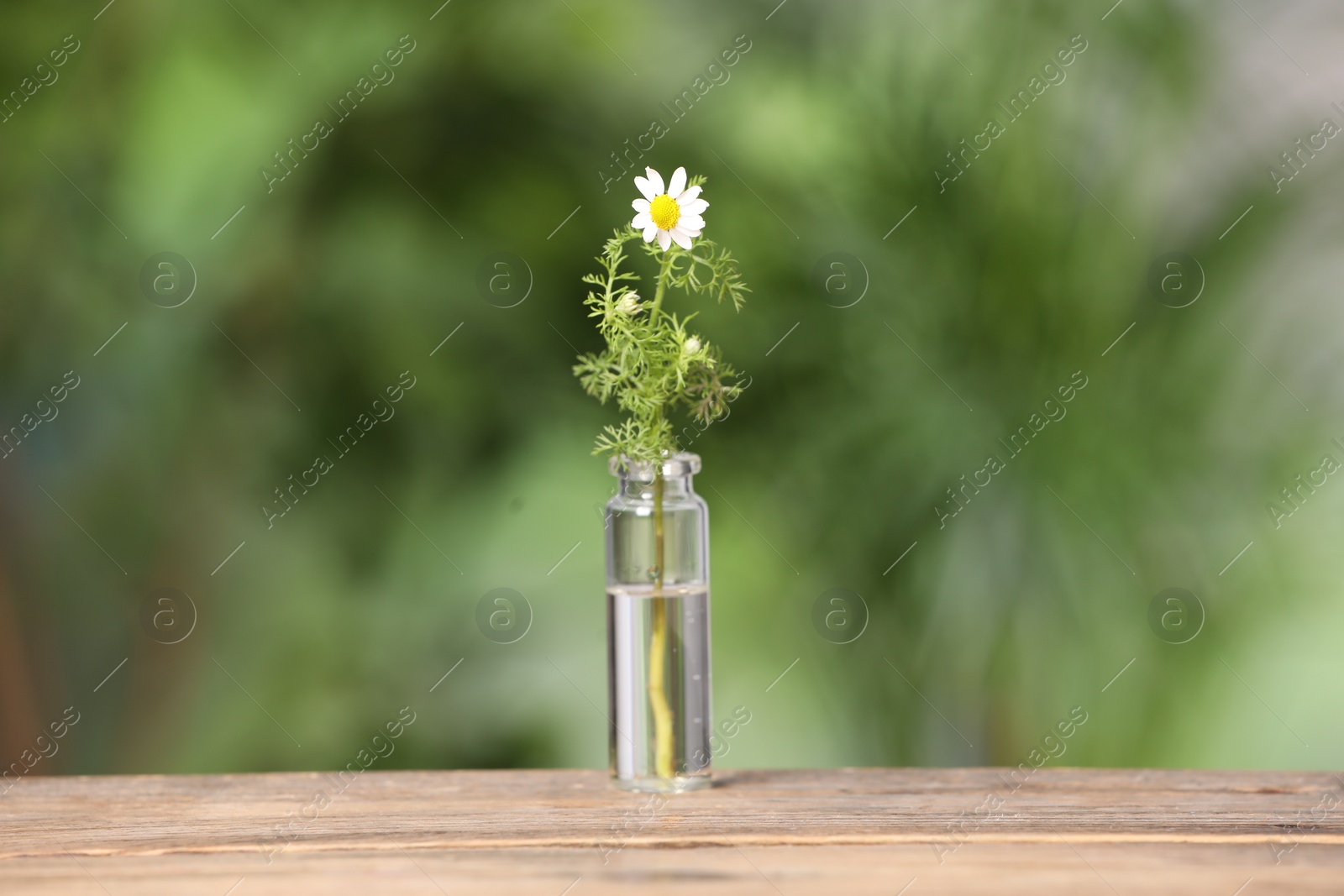 Photo of One bottle with essential oil and chamomile on wooden table against blurred green background