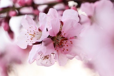 Amazing spring blossom. Closeup view of cherry tree with beautiful pink flowers outdoors