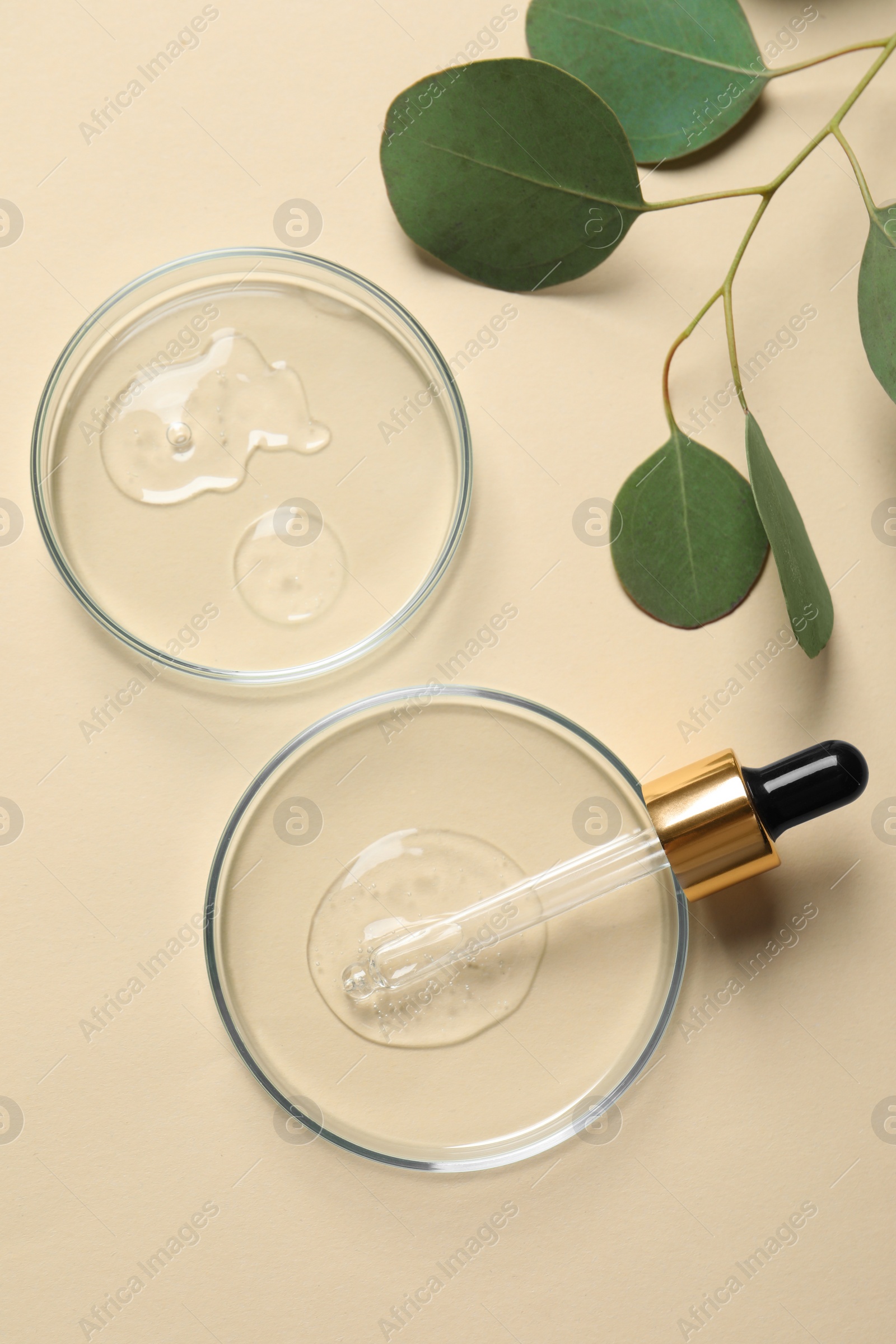 Photo of Petri dishes with samples of cosmetic oil, pipette and eucalyptus leaves on beige background, flat lay