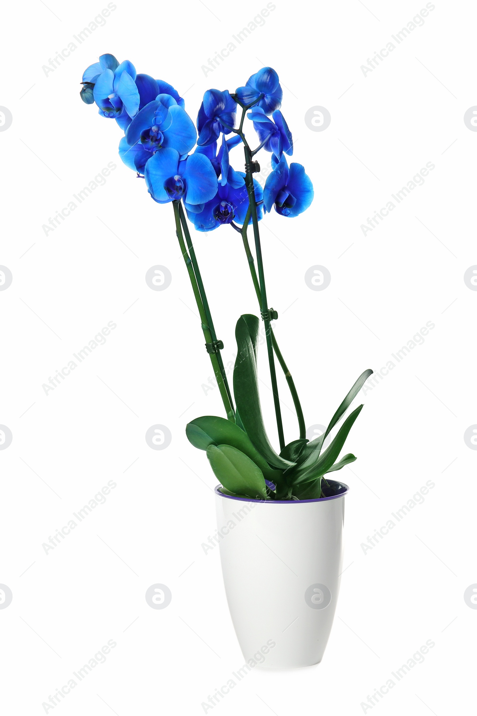 Photo of Beautiful tropical orchid flower in pot on white background