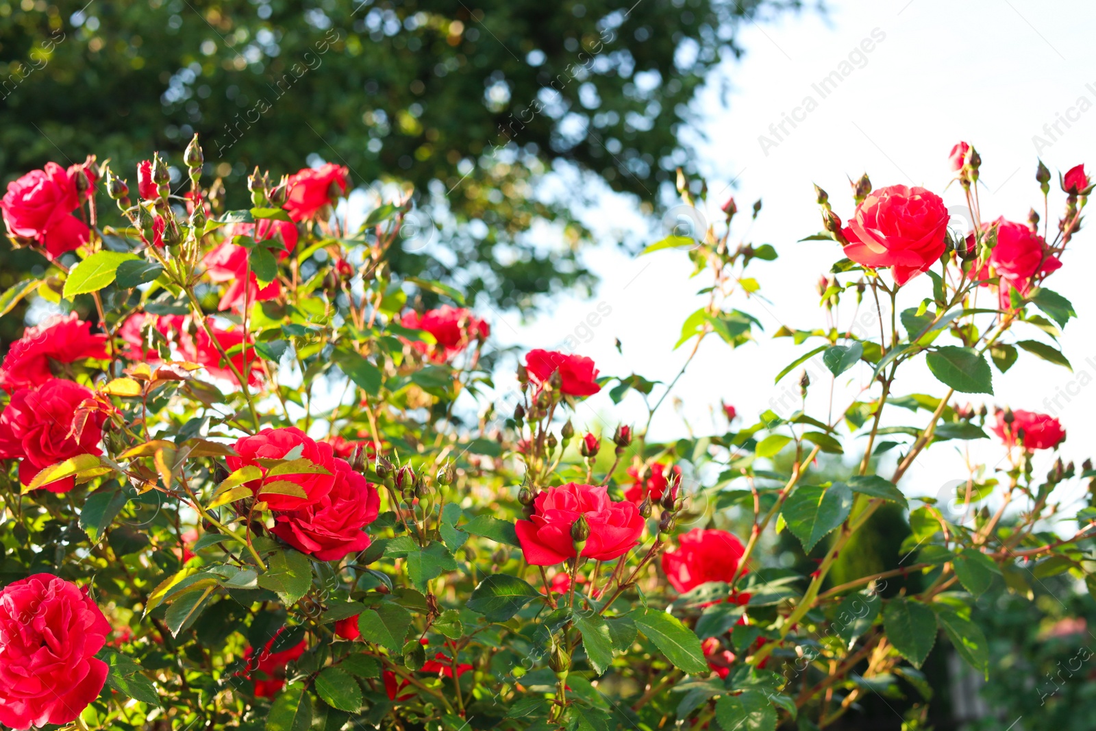 Photo of Beautiful blooming red rose bush outdoors on sunny day