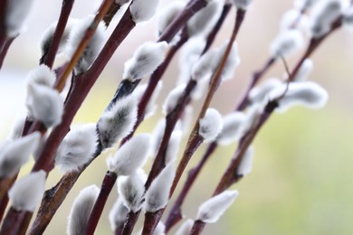 Photo of Branches of willow with fluffy catkins on blurred background, closeup