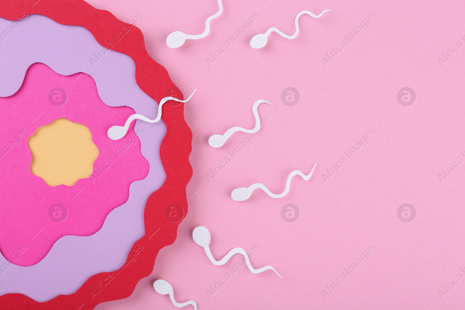 Photo of Fertilization concept. Sperm cells swimming towards egg cell on pink background, top view with space for text