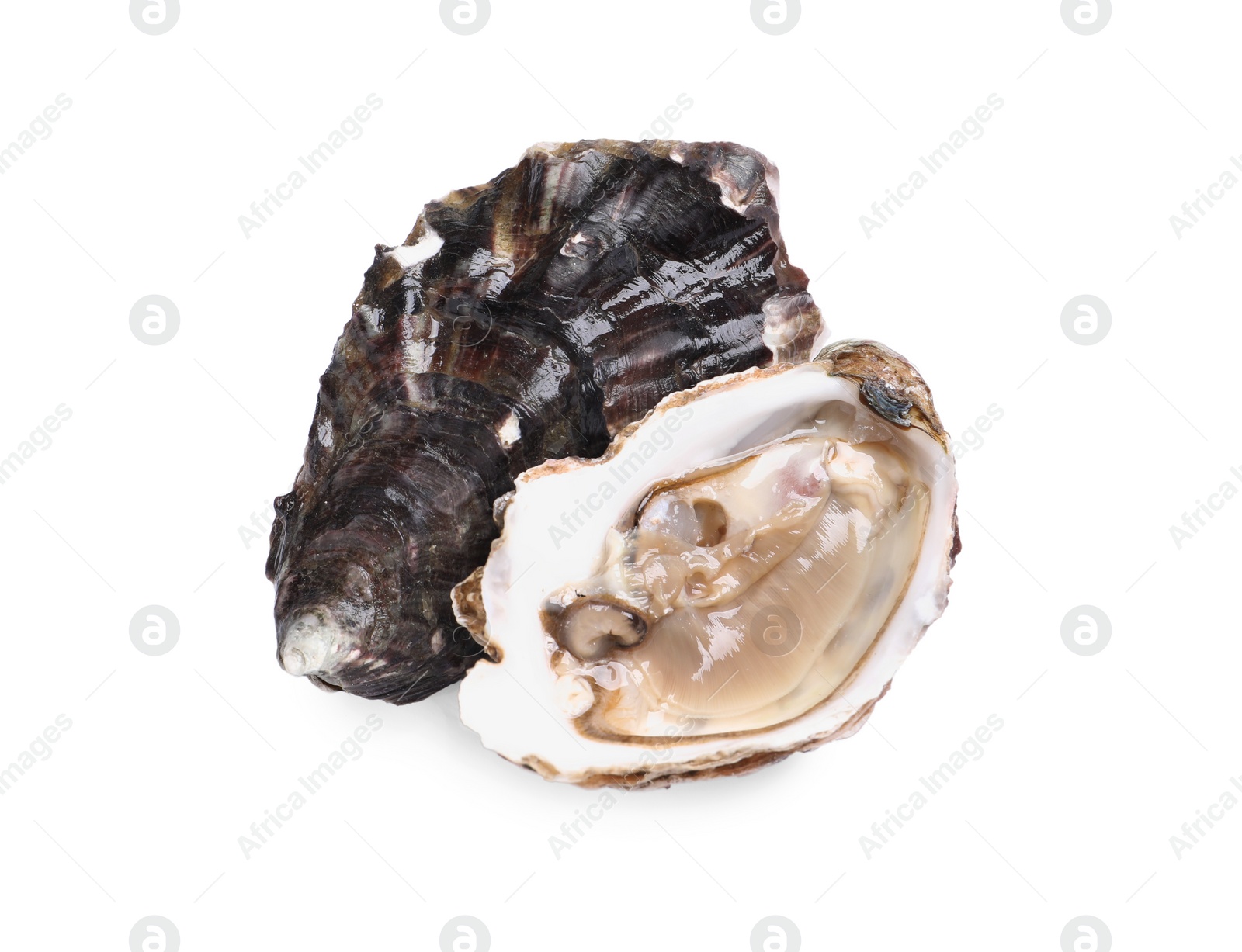 Photo of Fresh raw closed and open oysters on white background