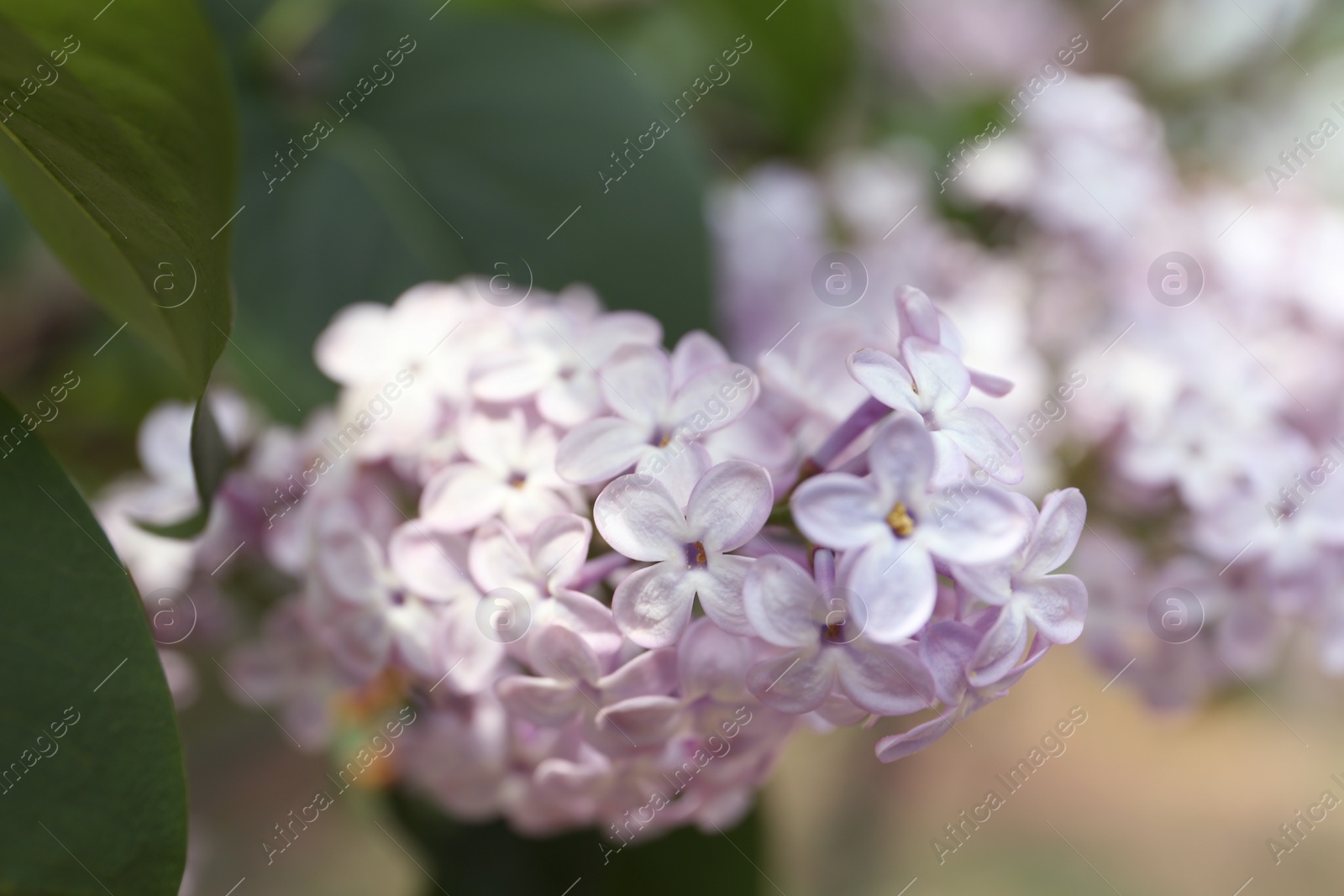 Photo of Closeup view of beautiful blossoming lilac bush outdoors