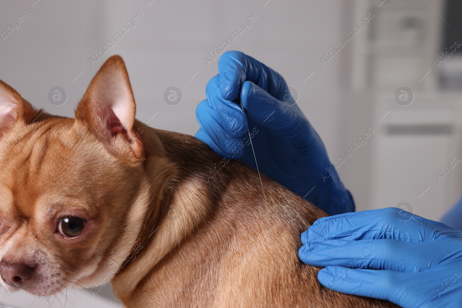 Photo of Veterinary holding acupuncture needle near dog's neck in clinic, closeup. Animal treatment