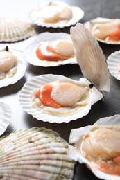 Photo of Fresh raw scallops with shells on grey table, closeup