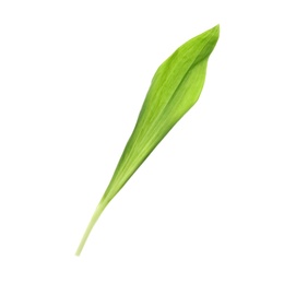 Leaf of wild garlic or ramson isolated on white