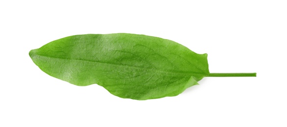 Photo of Fresh green single sorrel leaf isolated on white