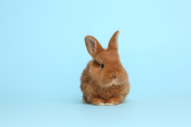 Photo of Adorable fluffy bunny on light blue background. Easter symbol