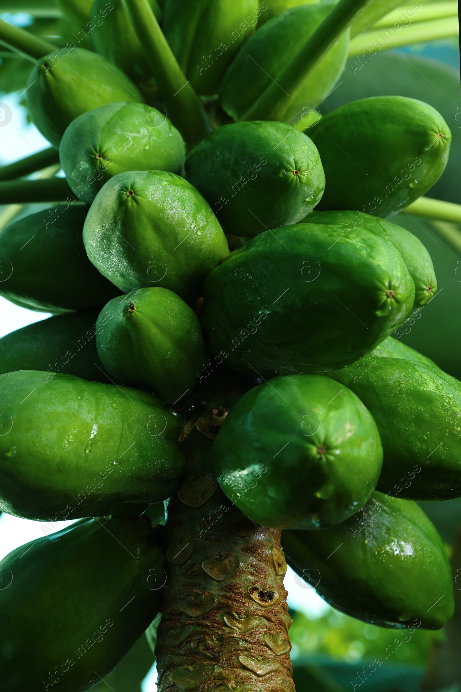 Photo of Unripe papaya fruits growing on tree outdoors, closeup view