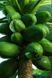 Unripe papaya fruits growing on tree outdoors, closeup view